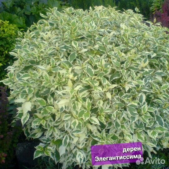 Бересклет, дёрен, пузыреплодник и др