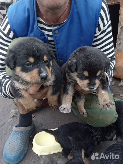 Щенки