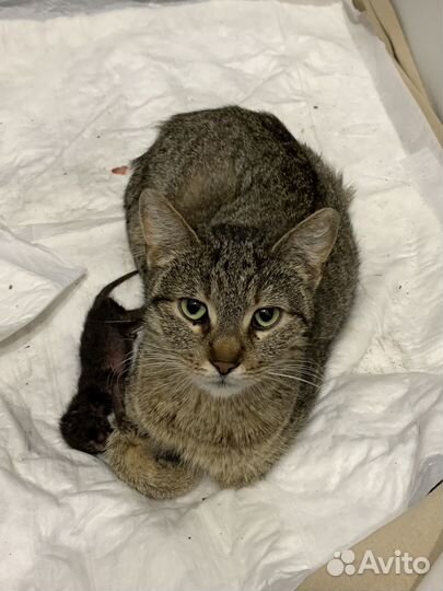 Кошка