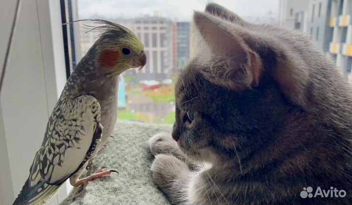 Попугай корелла с клеткой