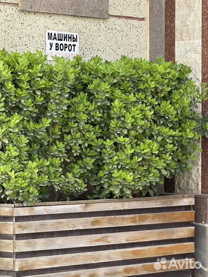 Бересклет японский