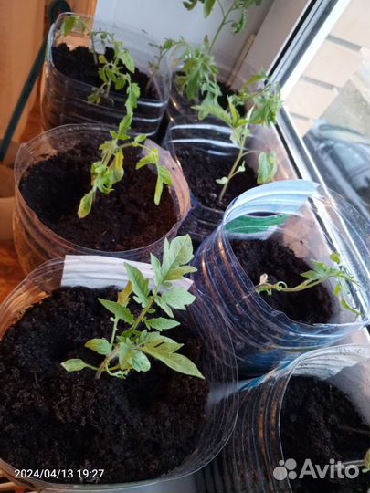 Рассада помидор