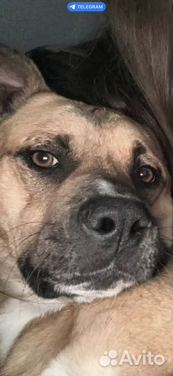 Собака помесь