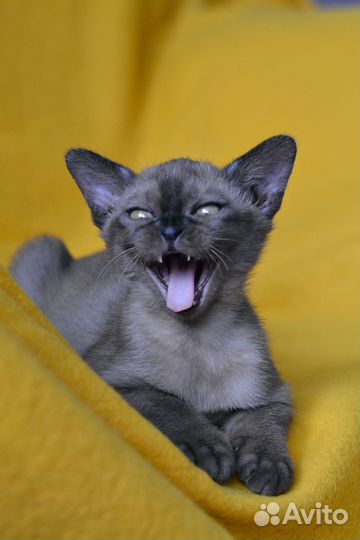 Котята Евро Бурмы