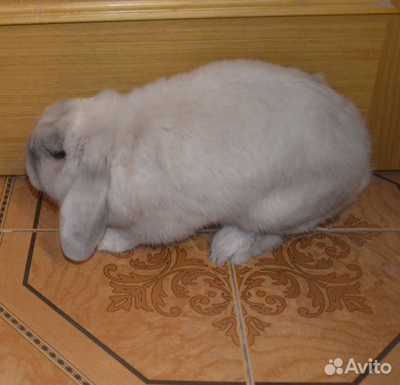 Кролик вислоухий баран с клеткой и всем остальным