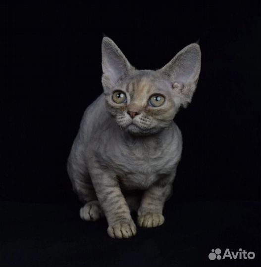 Котята девон-рекс