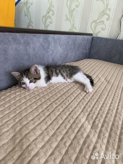 Котенок