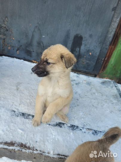 Щенок в добрые руки бесплатно