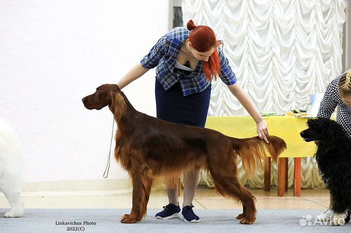 Ирландский сеттер, вязка