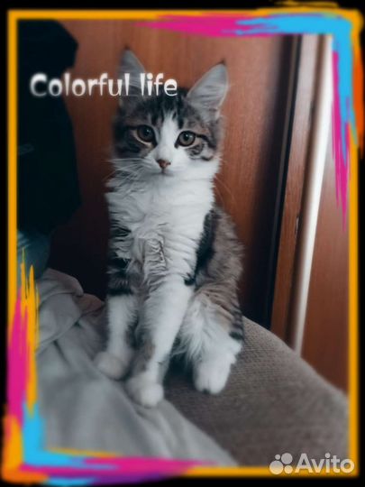 Выдают себя за мейкунов