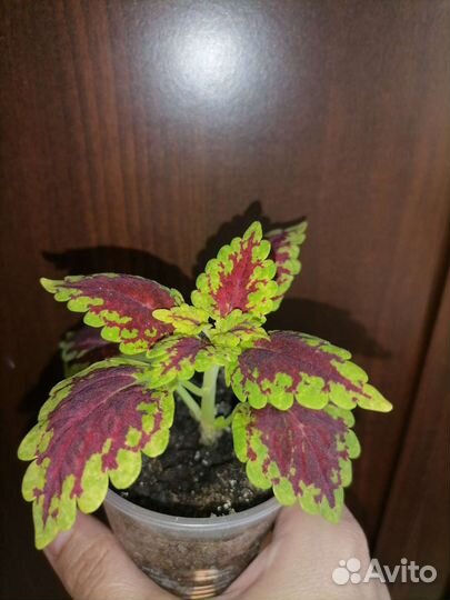 Комнатные растения