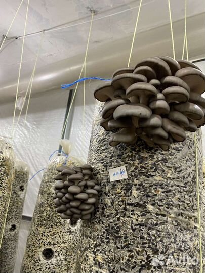 Грибные блоки вешенка