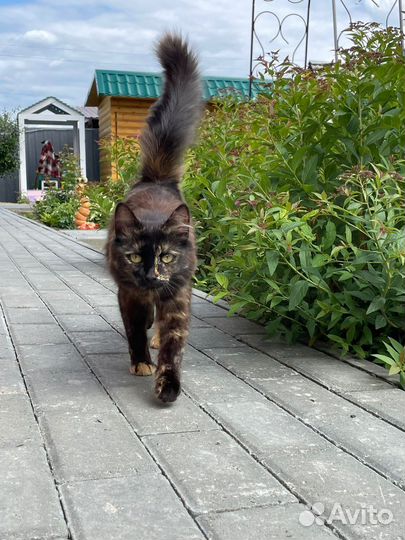 Кошка ищет заботливые руки