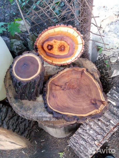 Спилы дерева