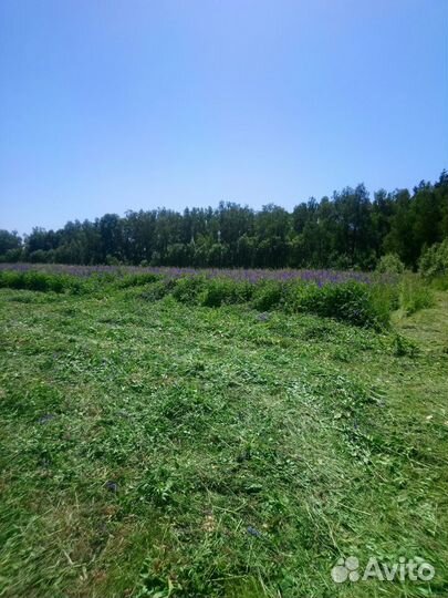 Семена козлятника