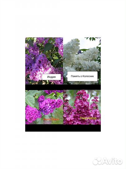 Сирень в ассортименте