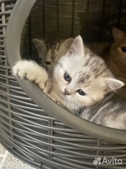 Британская