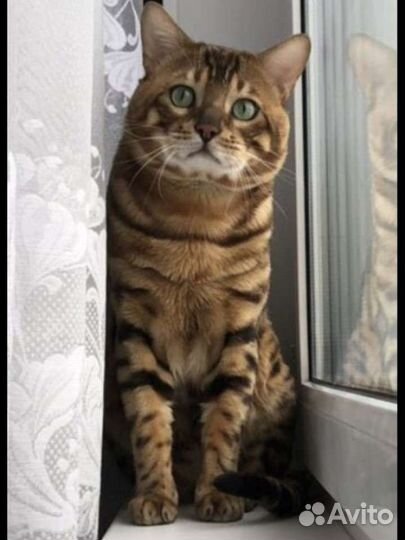 Вязка Бенгал