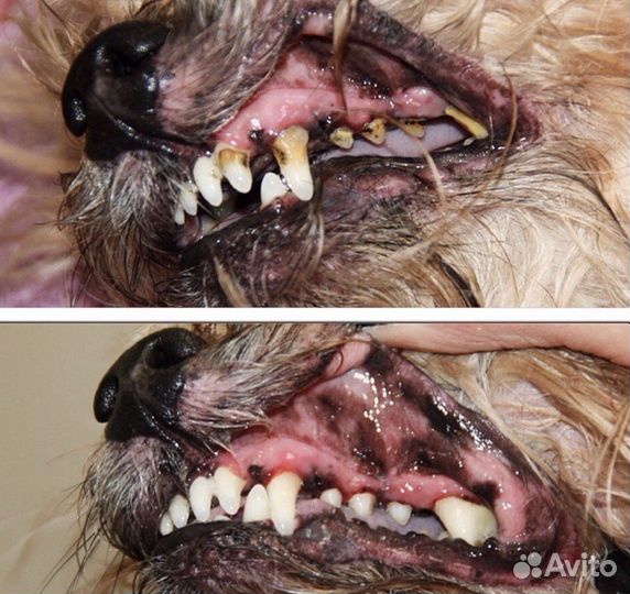 Ультразвуковая чистка зубов собакам и кошкам