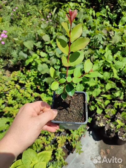 Лагерстремия (индийская сирень)