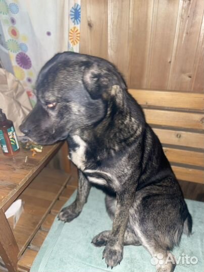 Собака в добрые руки