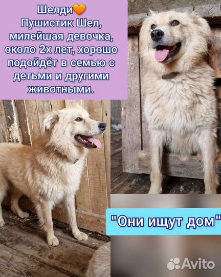 Собака в добрые руки