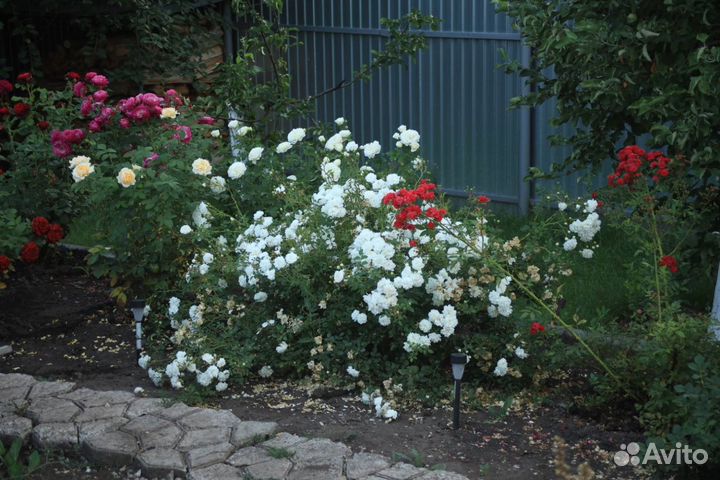 Объектив Canon EF 28-80 f3.5-5.6