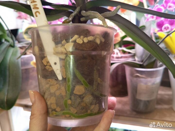 Орхидея фаленопсис