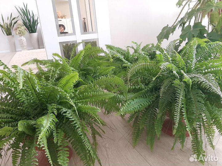 Папоротник