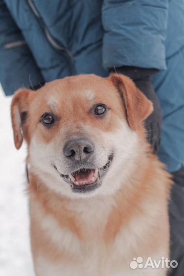 Пес Линч добрый рыжик в добрые руки