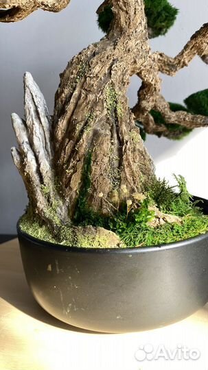 Дерево Бонсай