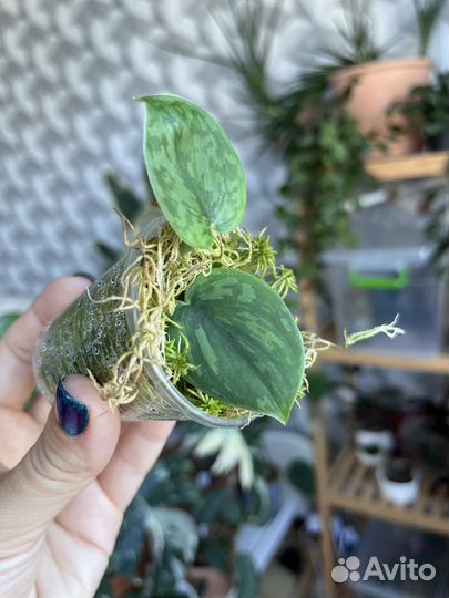 Сциндапсус арми грин