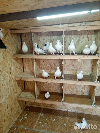 Голуби гривуны