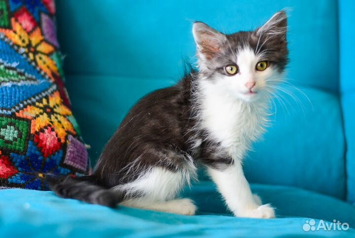 Котенок из Шебекино
