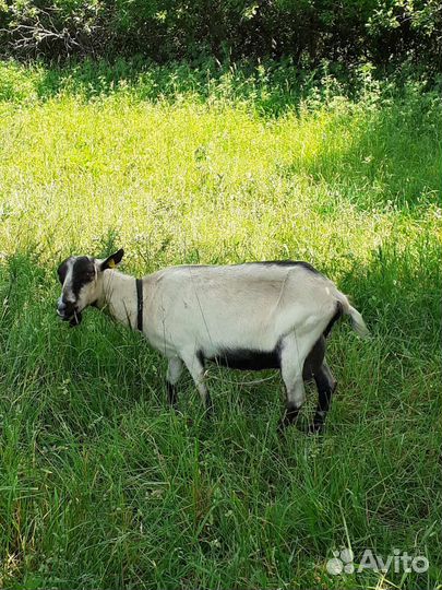 Козлик,коза