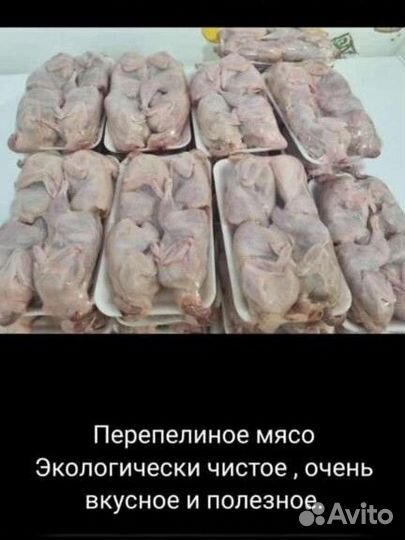 Перепелиное мясо. Мясо перепелов. Перепела