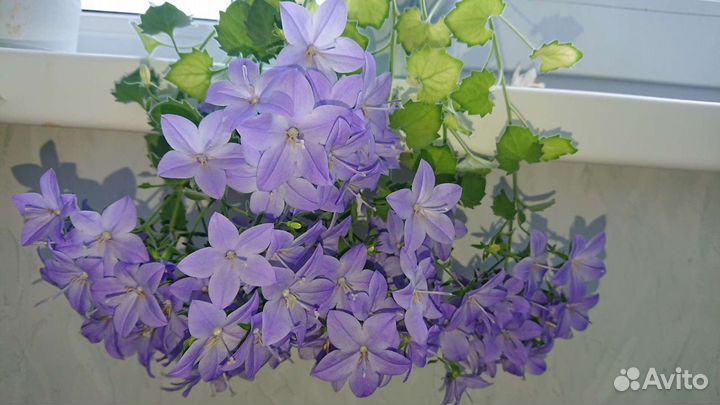 Кампанула (