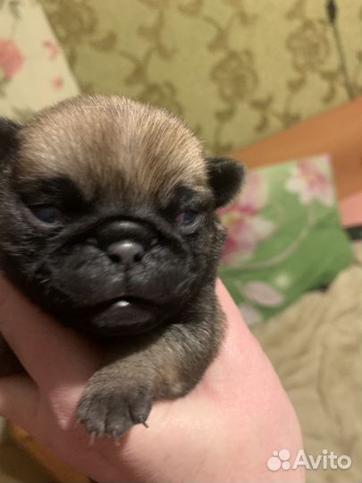 Щенки мопса