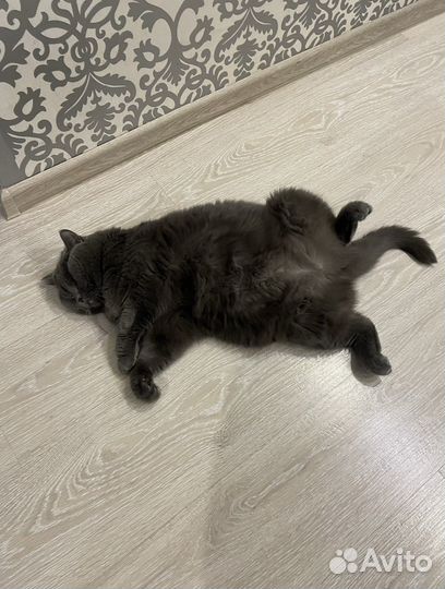 Британская кошка