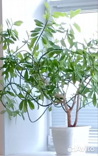 Молочай зонтичный