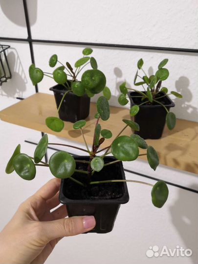 Пилея пеперомиевидная