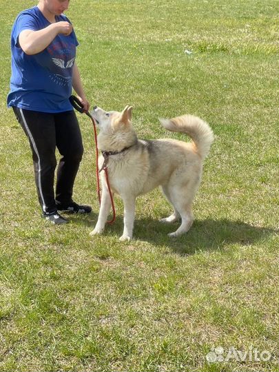 Сибирский хаски в дар
