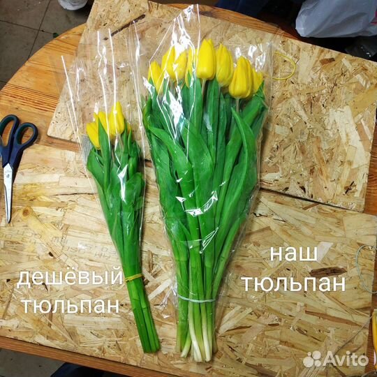 Тюльпаны оптом, от производителя