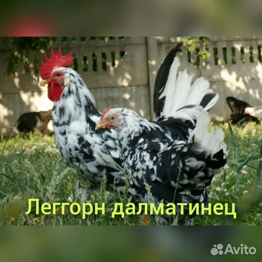 Инкубационное яйцо породных кур
