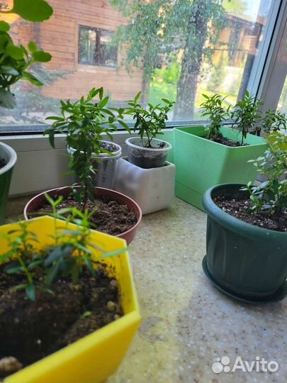 Миртовое дерево