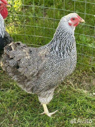 Ия Виандот Сильвер партридж