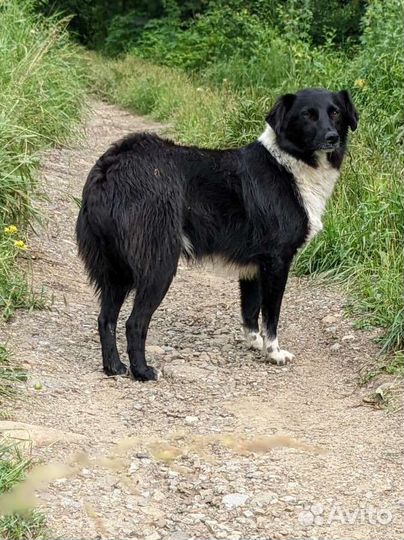 Замечательный Бублик ищет семью