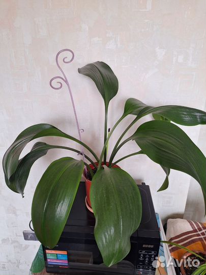 Амазонская лилия