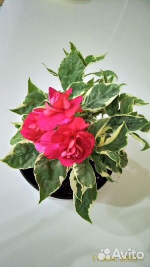 Вариегатные бальзамины