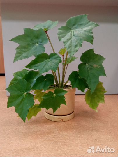 Бегония воротничковая